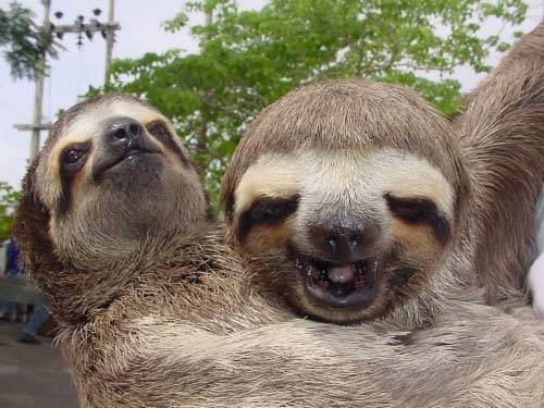 sloth3.jpg%20%28500×375%29