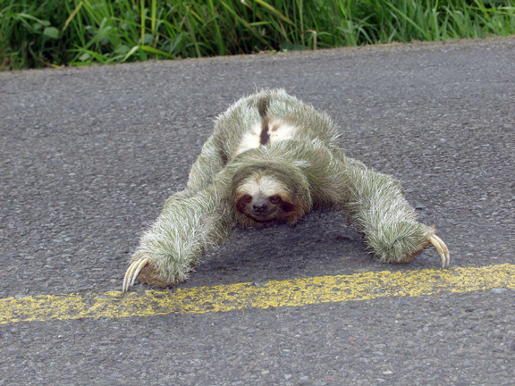 http://www.kevinmkirker.com/pictures%20for%20pictures/sloth4.jpg